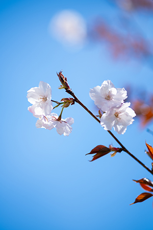八重桜が花を咲かせました