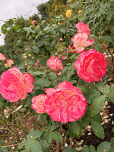 今年も花菜ガーデンに行ってきました。